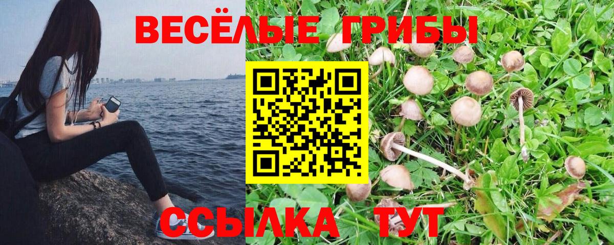 Псилоцибиновые грибы MAGIC MUSHROOMS  Вход с VPN  Псилоцибиновые грибы прущие грибы  Армавир 